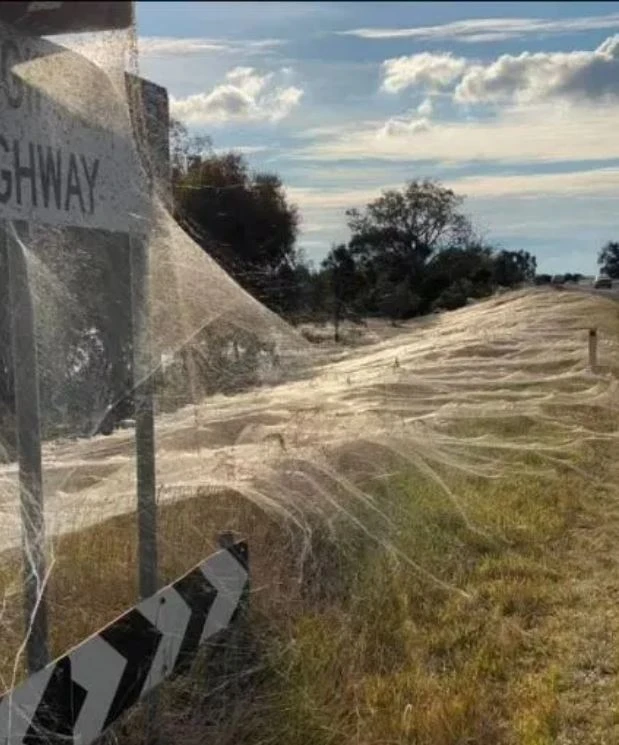 Avustralya'da örümcek ağları doğayı battaniye gibi sardı